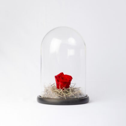 Forever Rose in Glass Dome